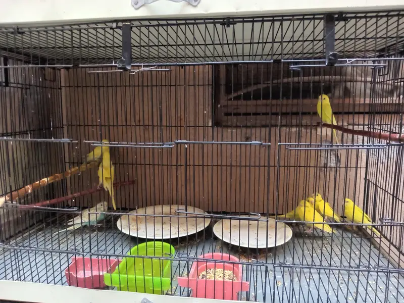 Australian Budgies For Sale — photo 3