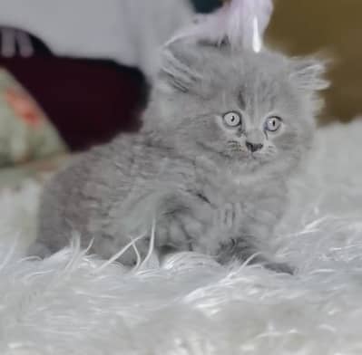 Quality Persian Punchface cat & kitten. moreWhatsApp 03704601257