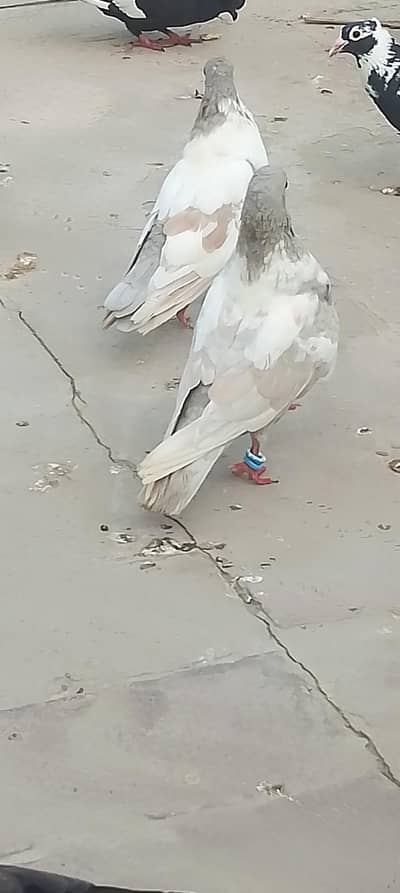2 pishori nar for sale
