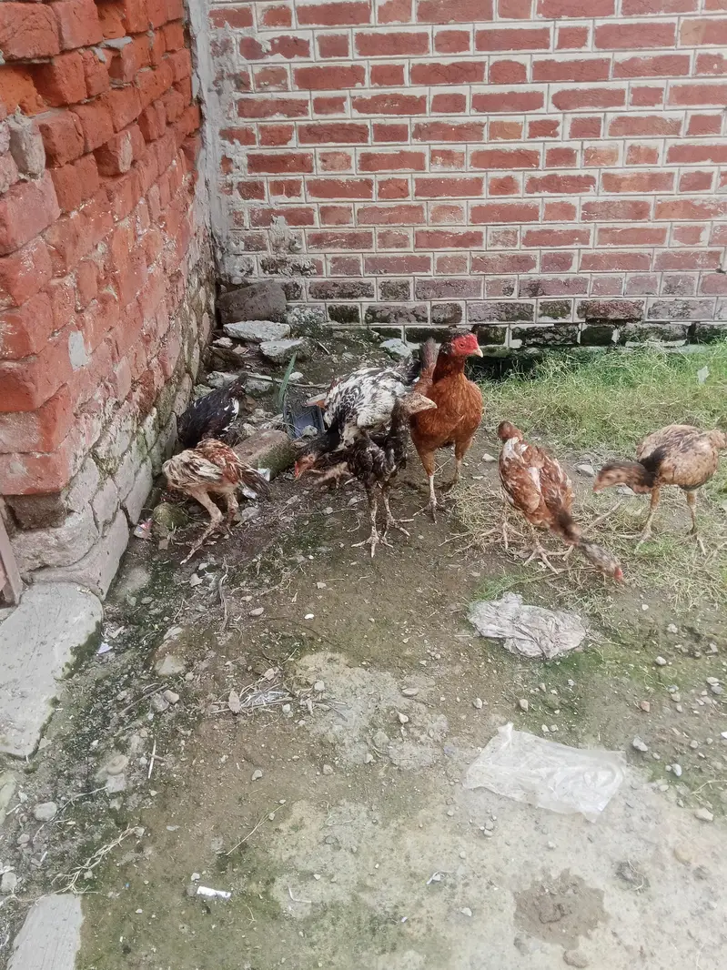 siraf 7choza sale Karne ha — photo 2