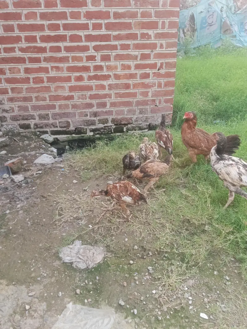 siraf 7choza sale Karne ha — photo 3