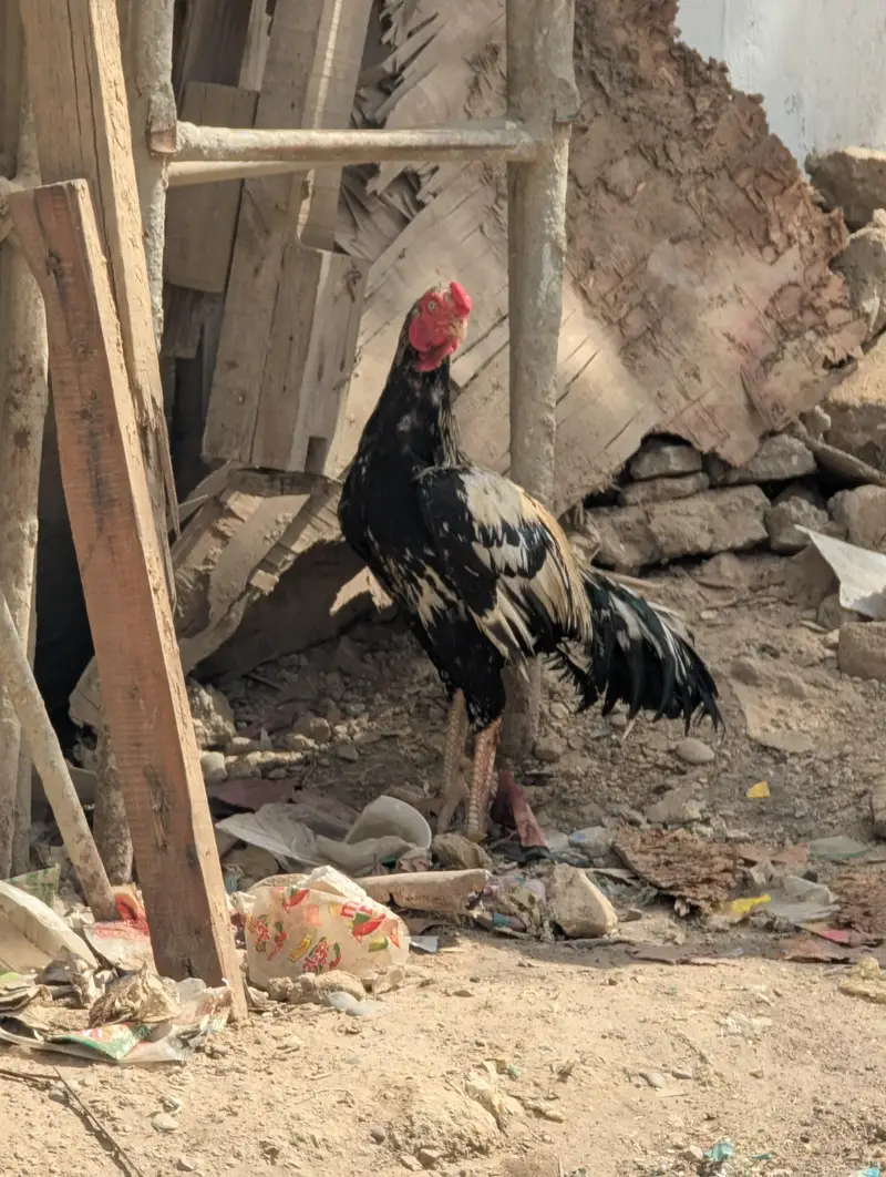 aseel murga — photo 2