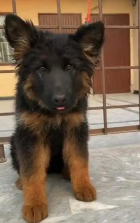 German Shepherd Puppies – Heavy Bone & Long Coat | Male & Female — photo 2