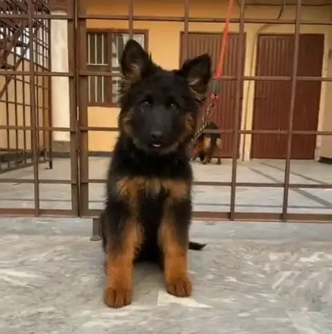 German Shepherd Puppies – Heavy Bone & Long Coat | Male & Female — photo 3