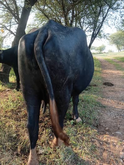 bhens for sale 7.5kg dudh hai. 2 times ka