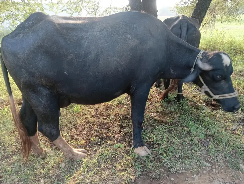 bhens for sale 7.5kg dudh hai. 2 times ka — photo 6