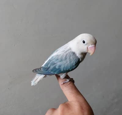Love bird