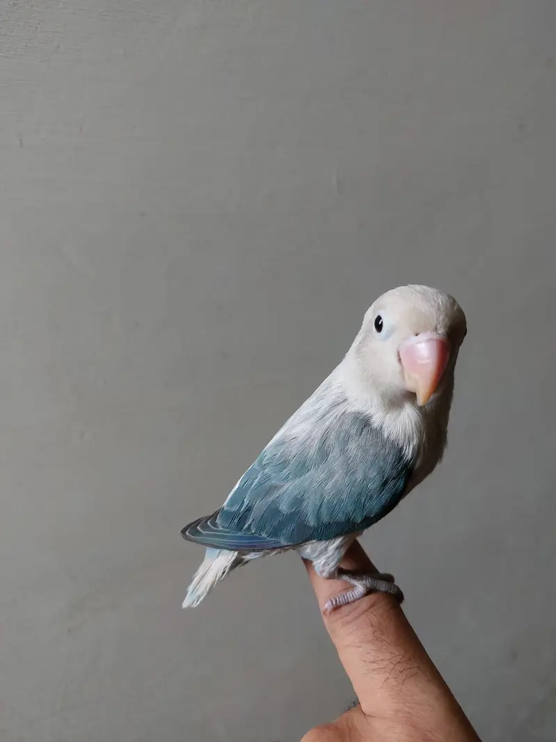 Love bird — photo 2