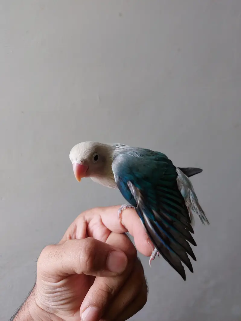 Love bird — photo 3