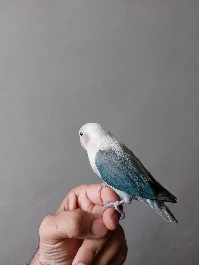 Love bird — photo 4
