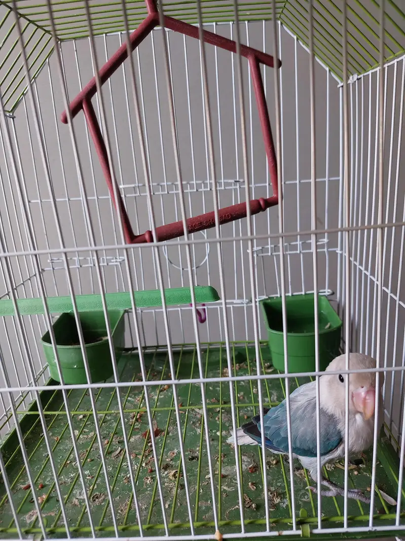 Love bird — photo 5
