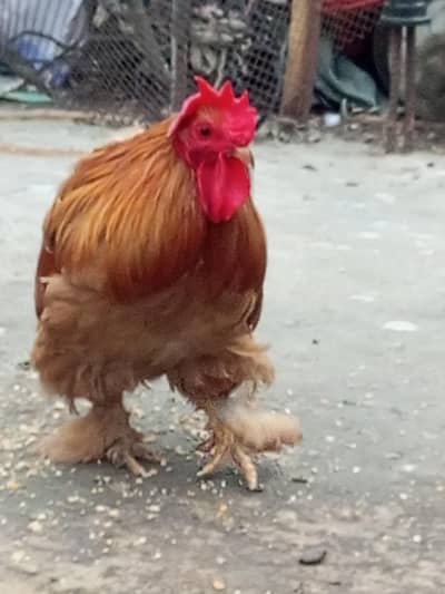 Bantam for Sale