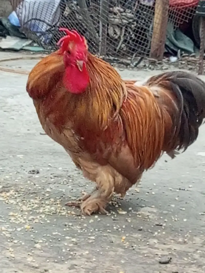 Bantam for Sale — photo 2