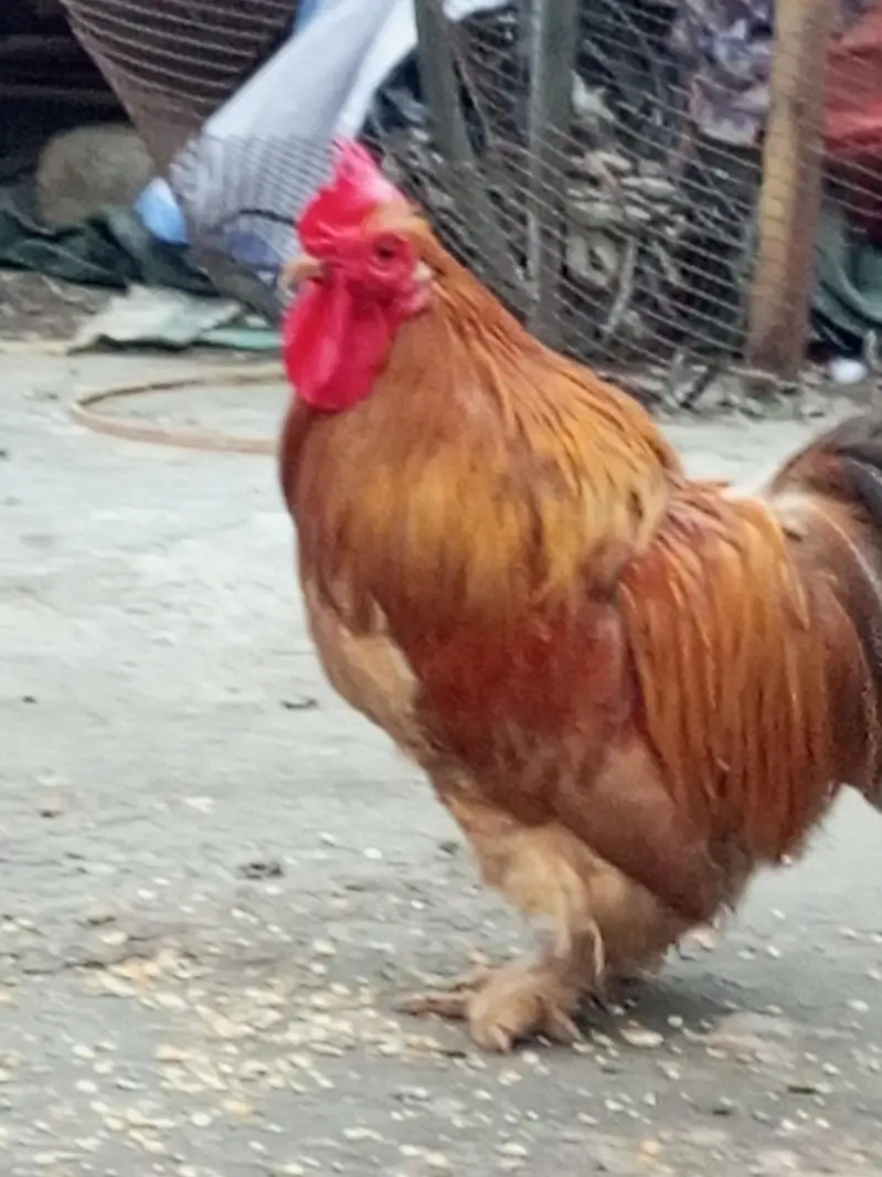 Bantam for Sale — photo 3