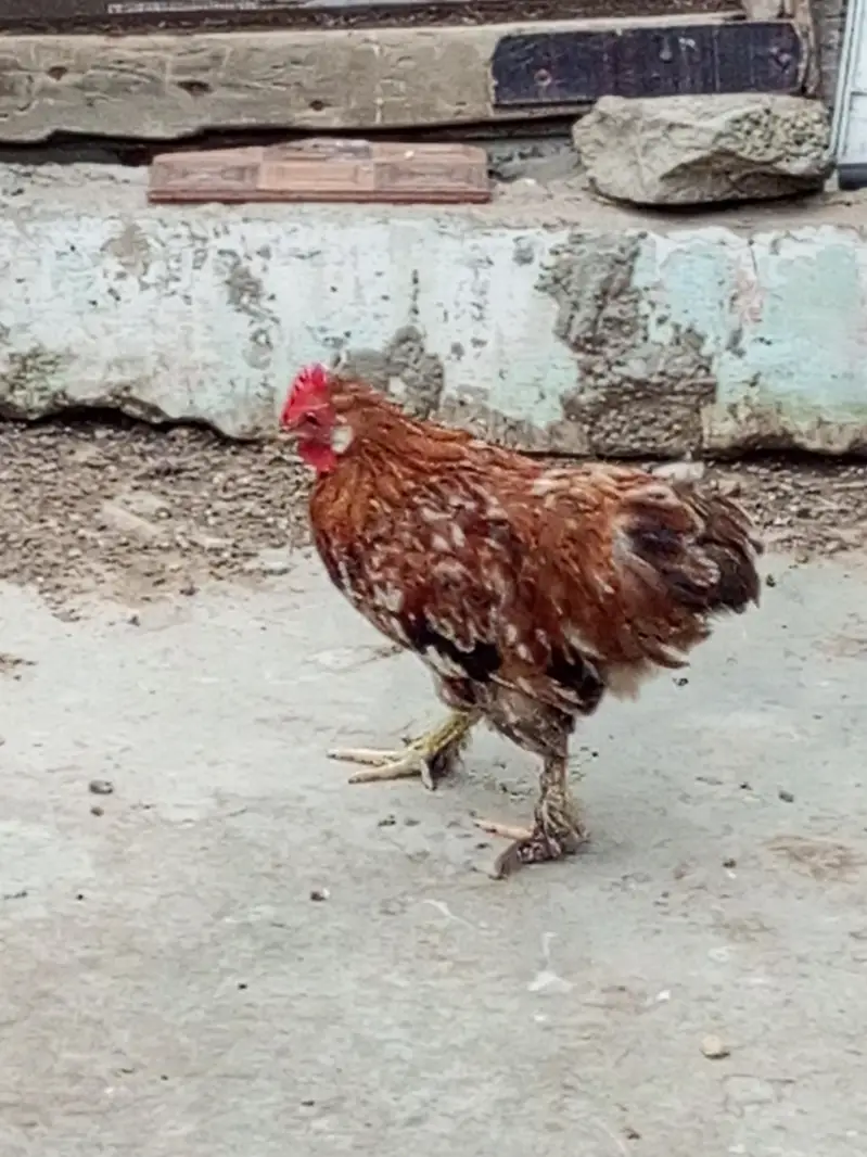 Bantam for Sale — photo 4