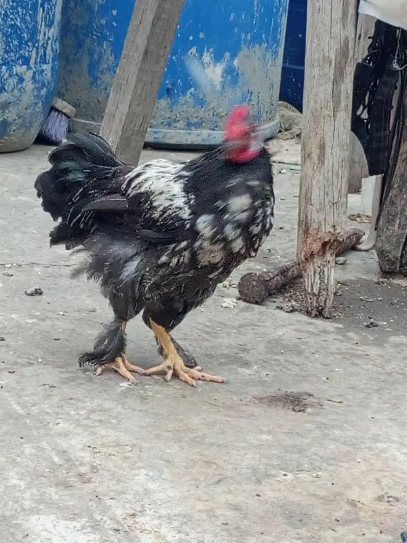 Bantam for Sale — photo 5