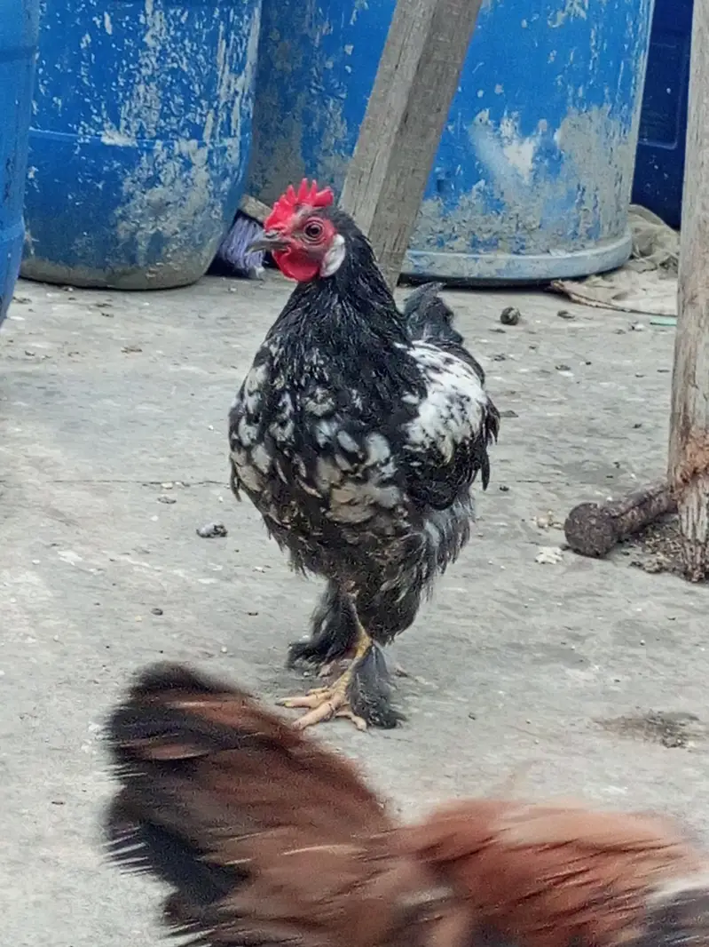 Bantam for Sale — photo 6