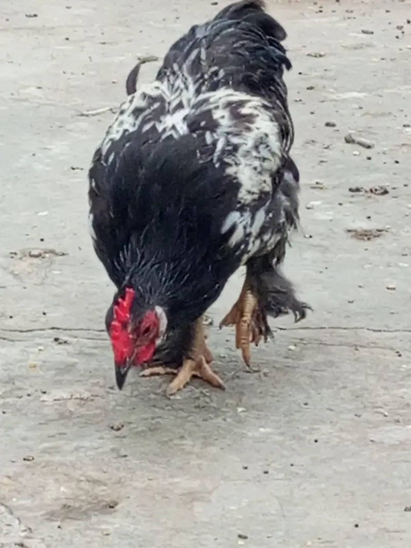Bantam for Sale — photo 7