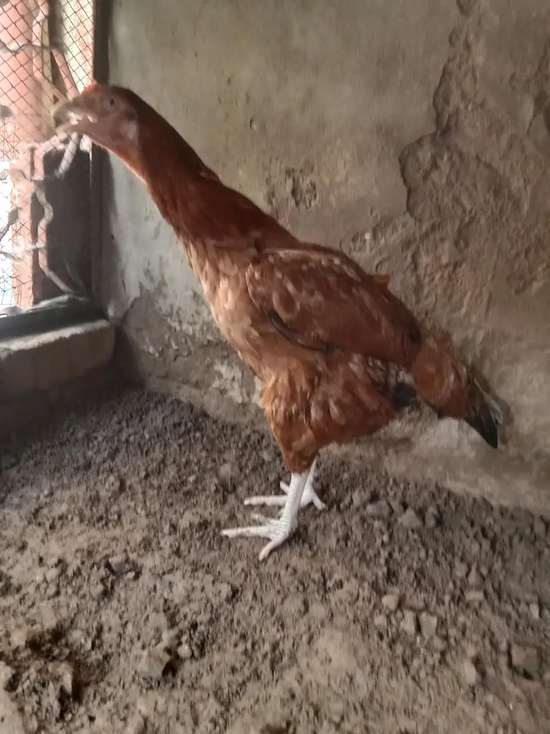 aseel murgi. watsap number 03330031118 — photo 2