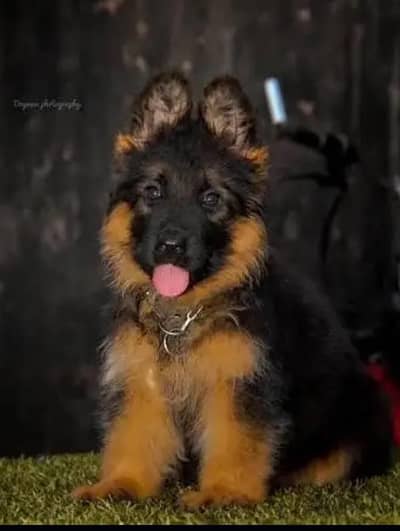 German Shepherd long cot for sale my WhatsApp. 03464290927