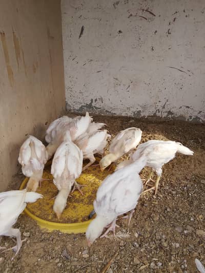 paper white Heera chiks