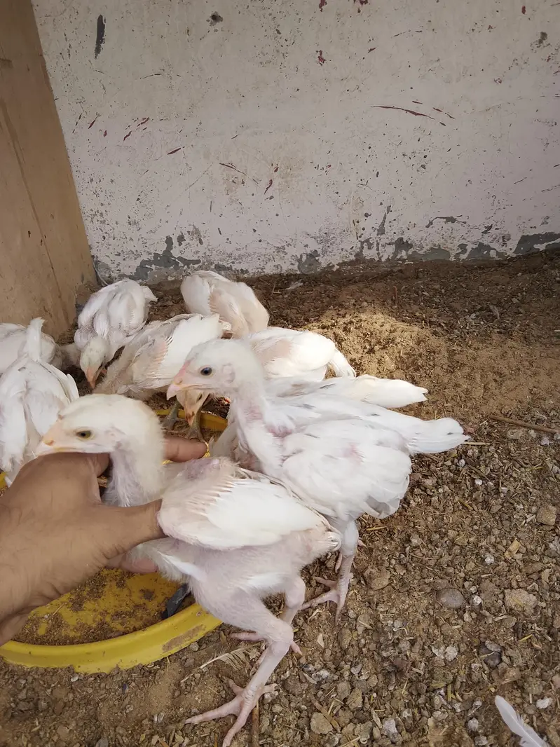 paper white Heera chiks — photo 2