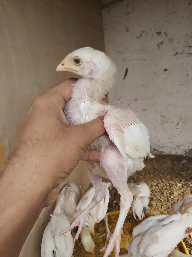 paper white Heera chiks — photo 4