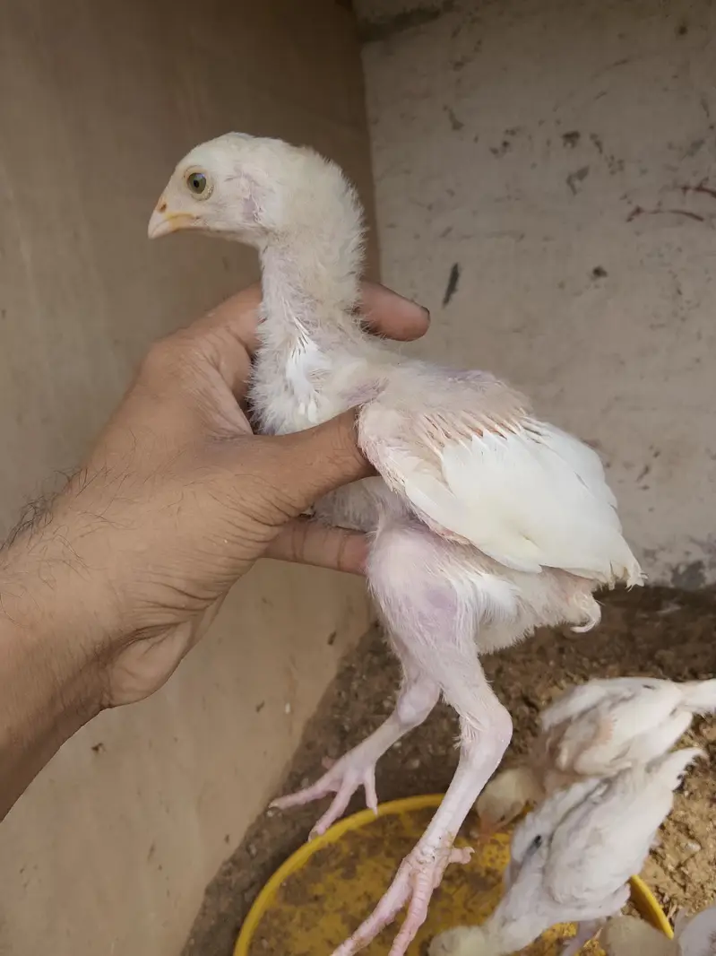 paper white Heera chiks — photo 5