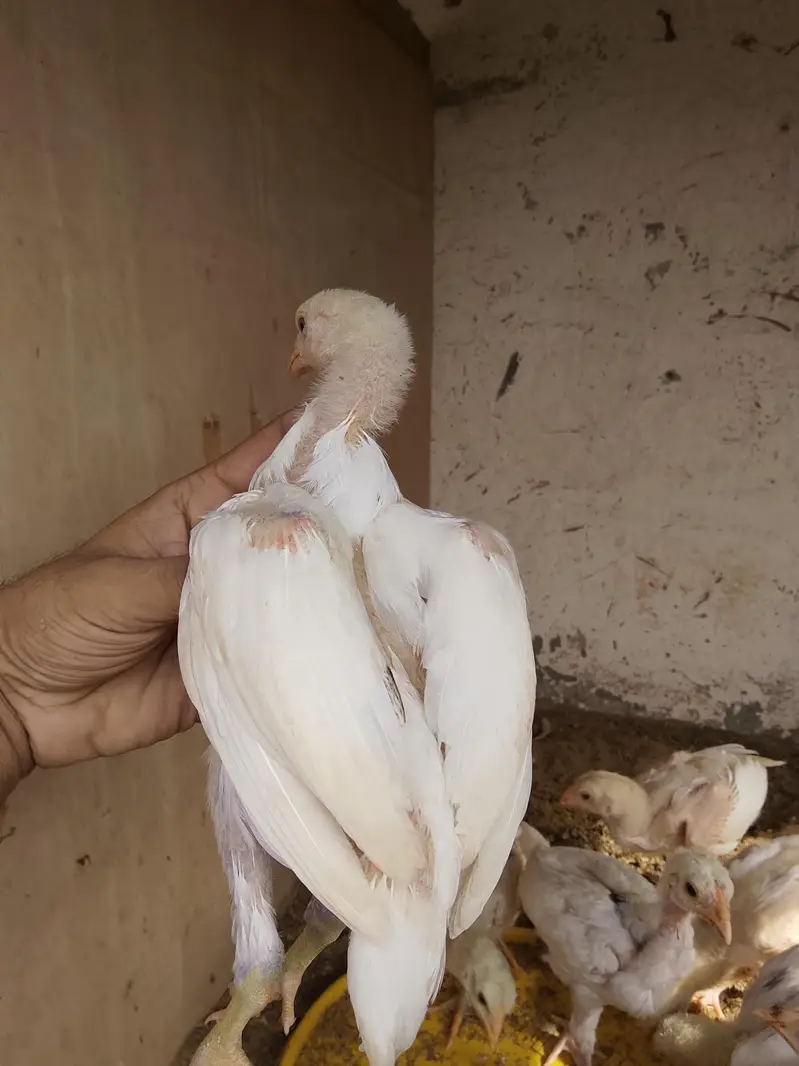 paper white Heera chiks — photo 6