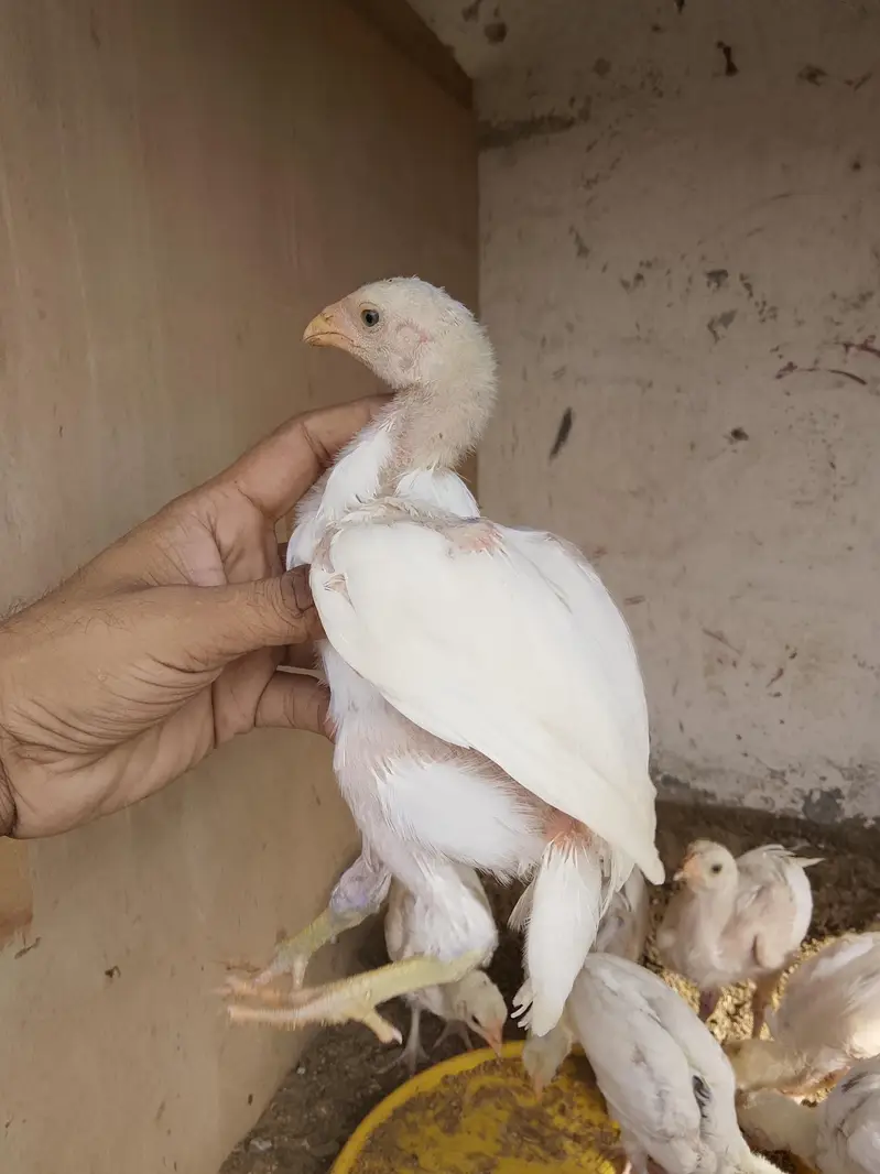 paper white Heera chiks — photo 7