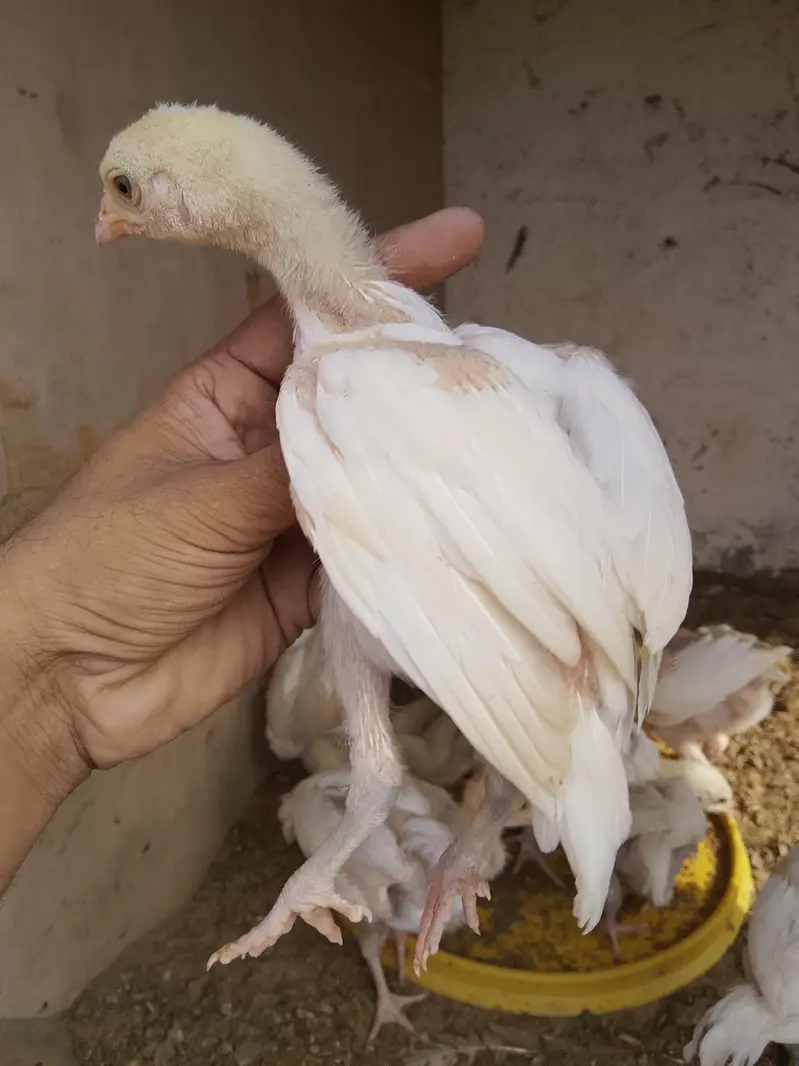 paper white Heera chiks — photo 8