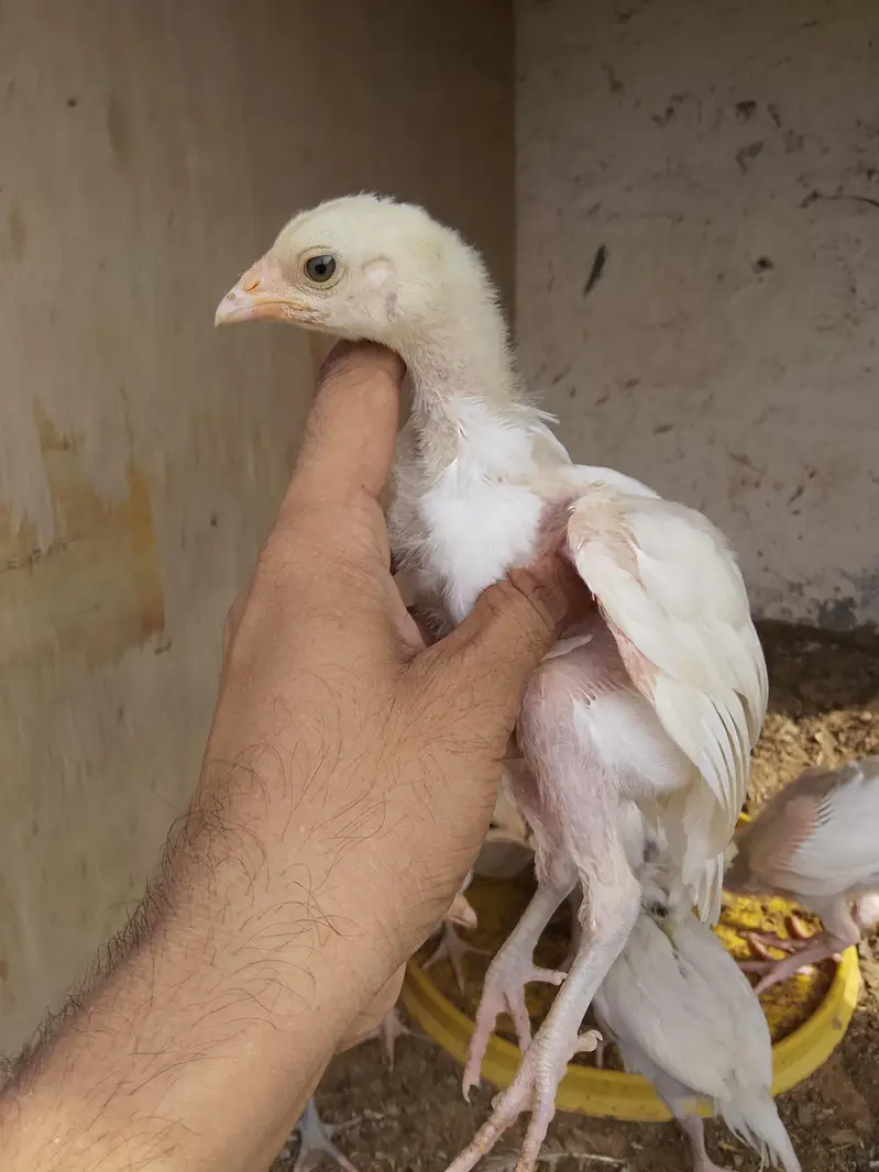 paper white Heera chiks — photo 9