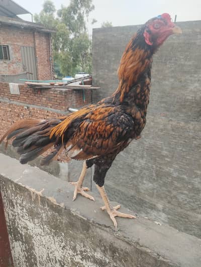 Desi Hen