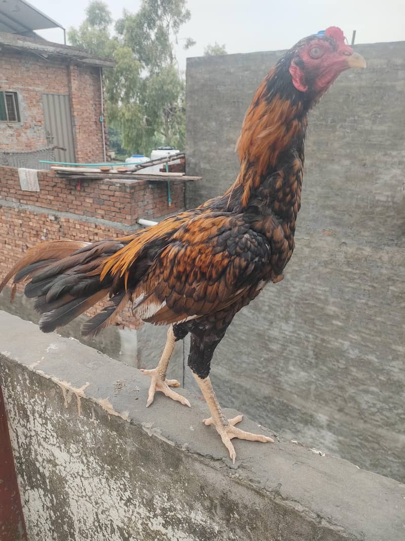 Desi Hen 0