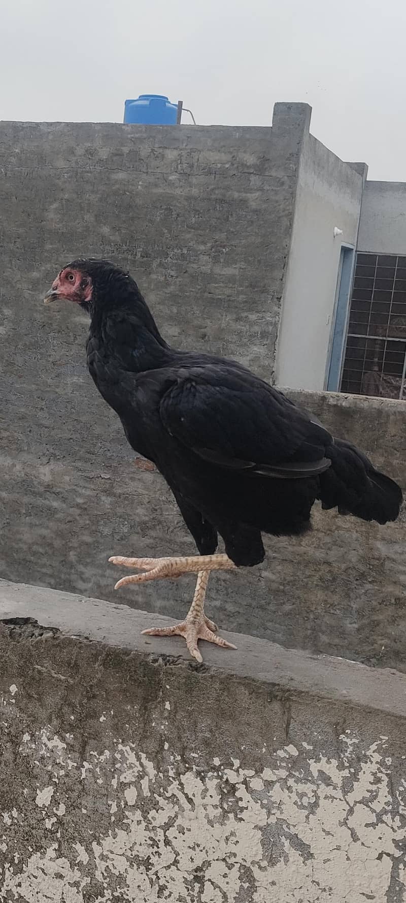 Desi Hen 1