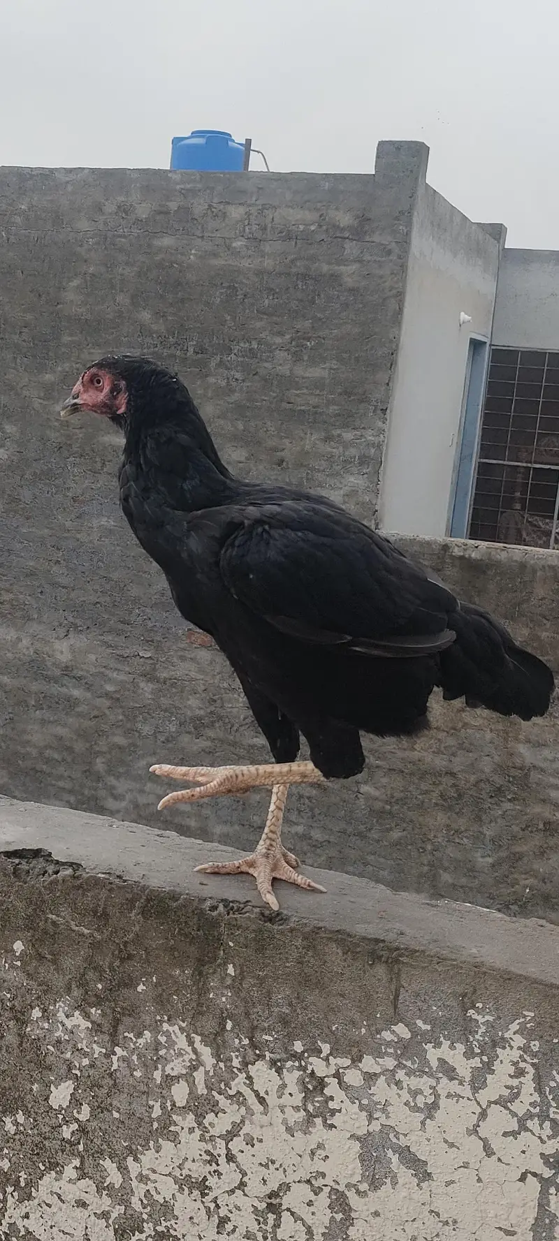 Desi Hen — photo 2