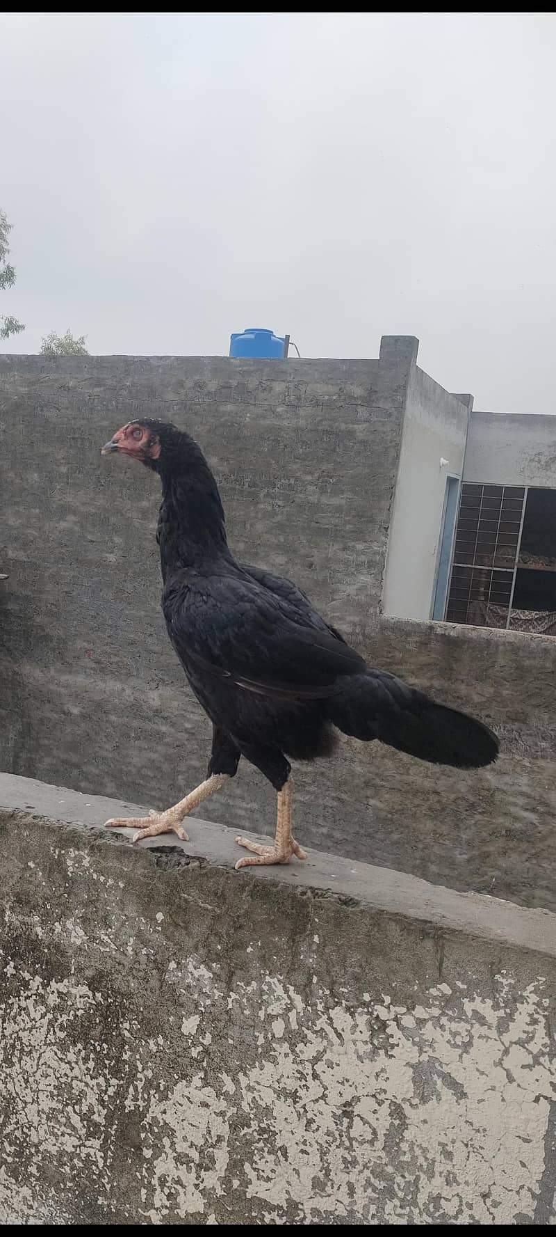 Desi Hen 2