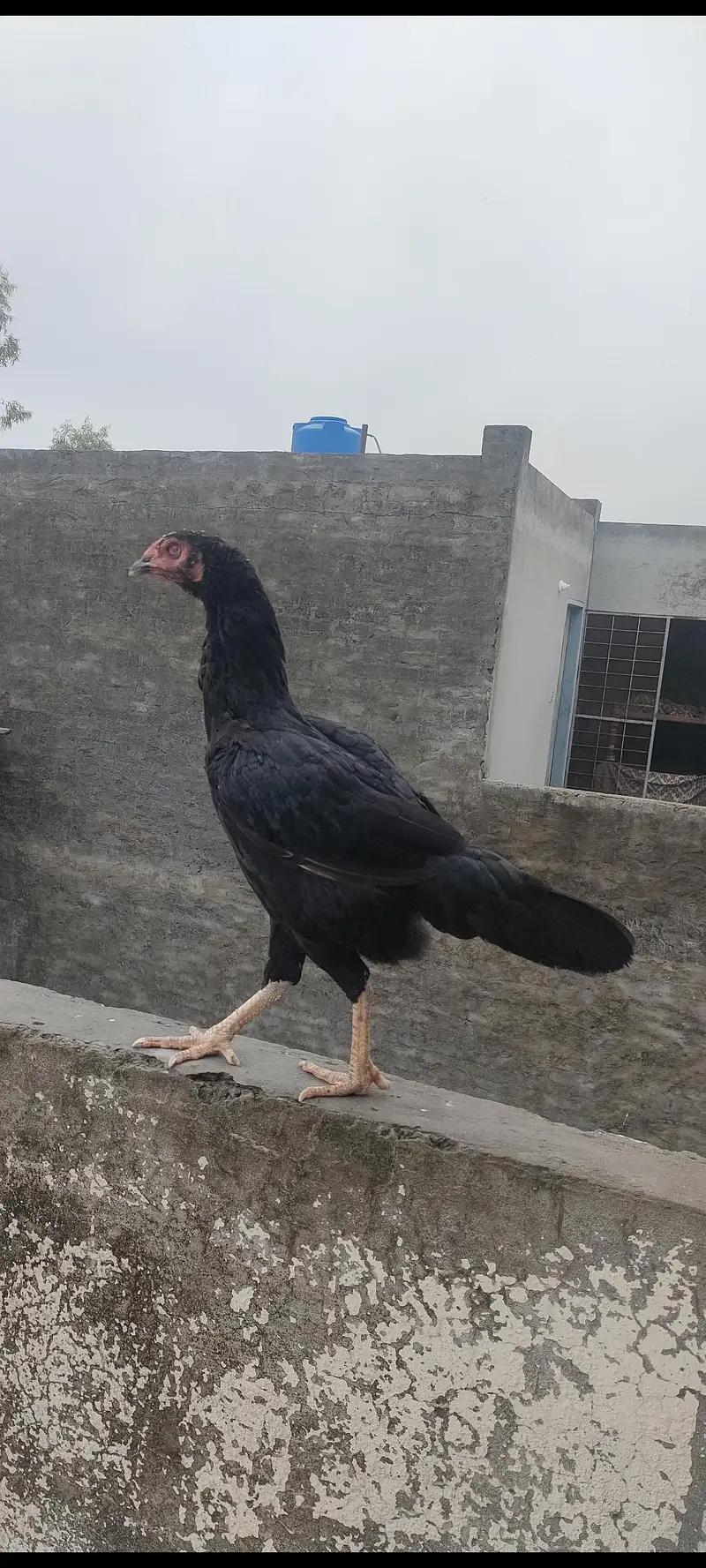 Desi Hen — photo 3