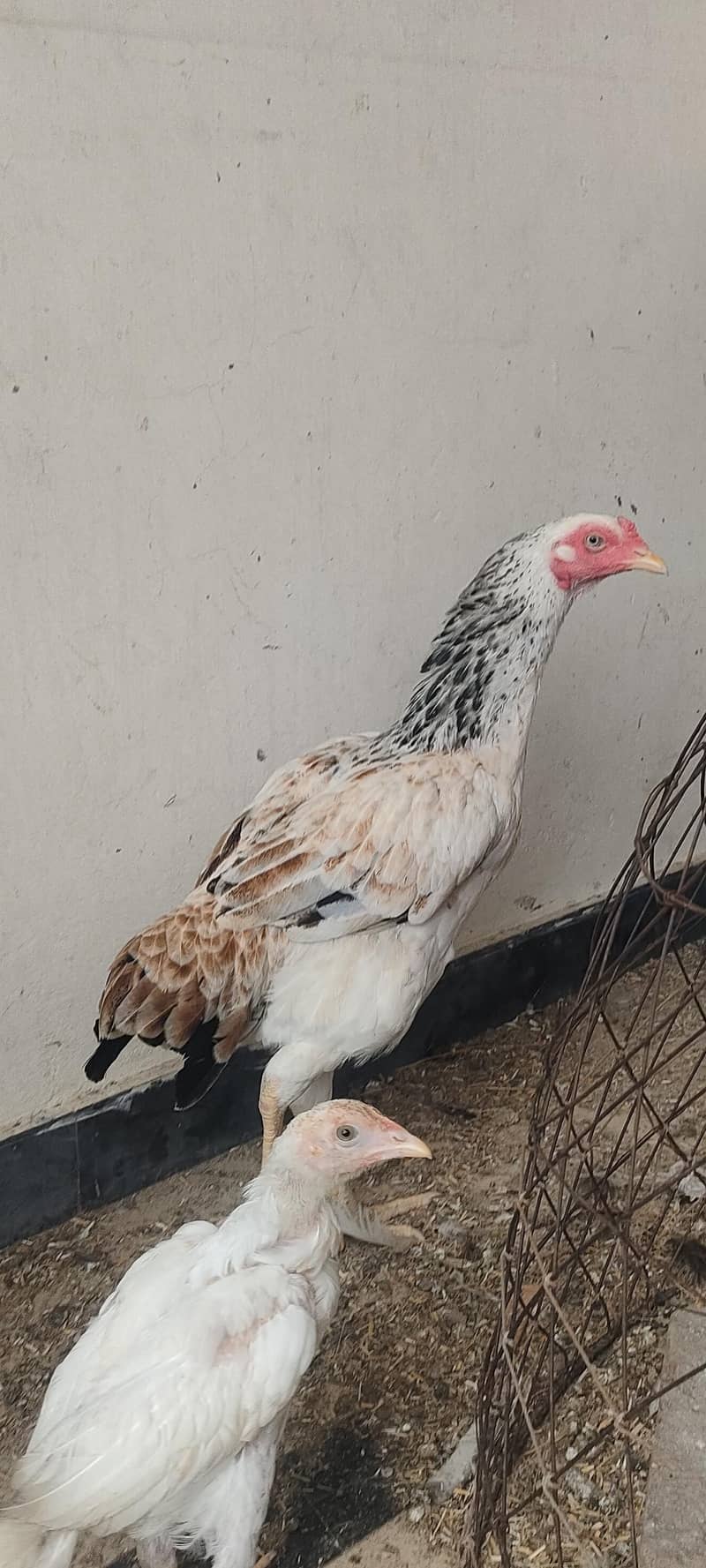 Desi Hen 3