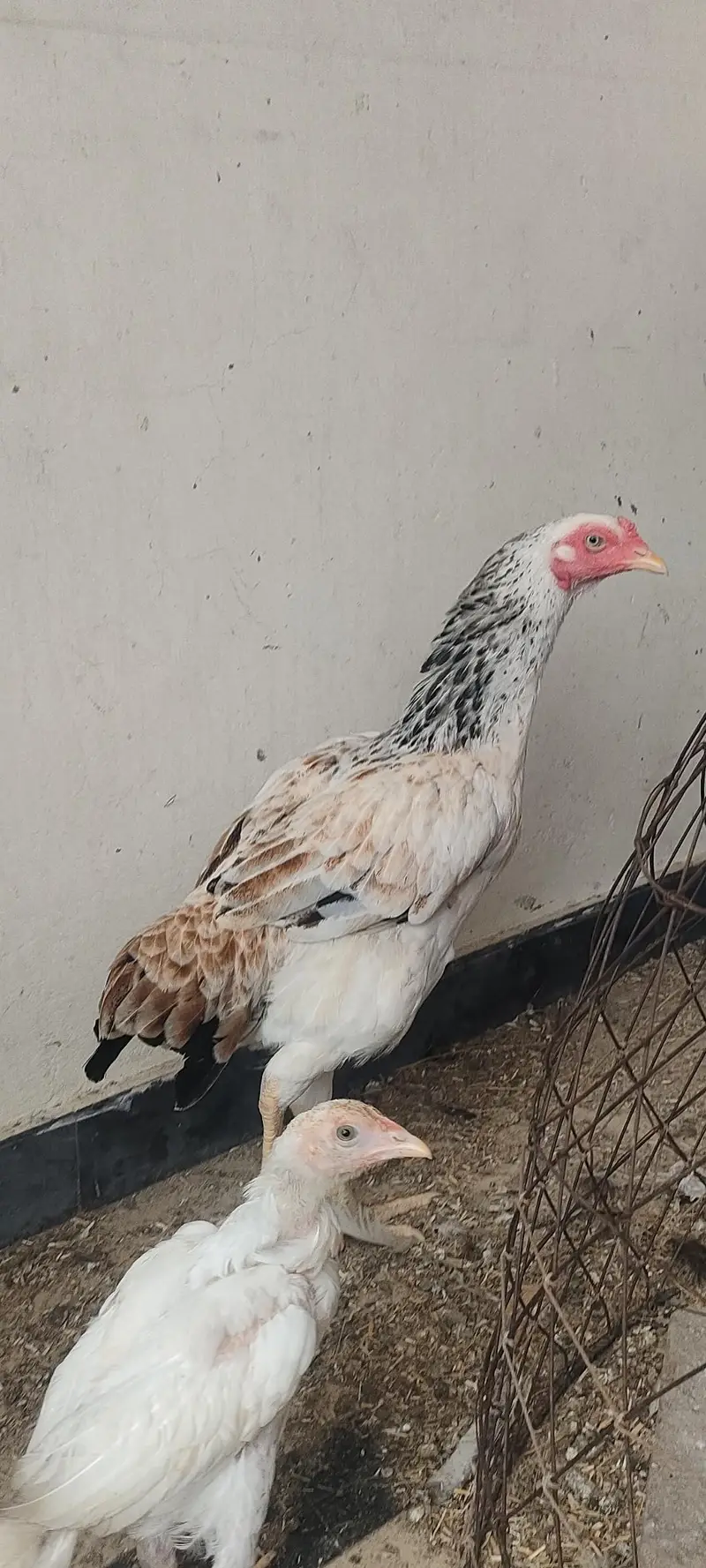 Desi Hen — photo 4
