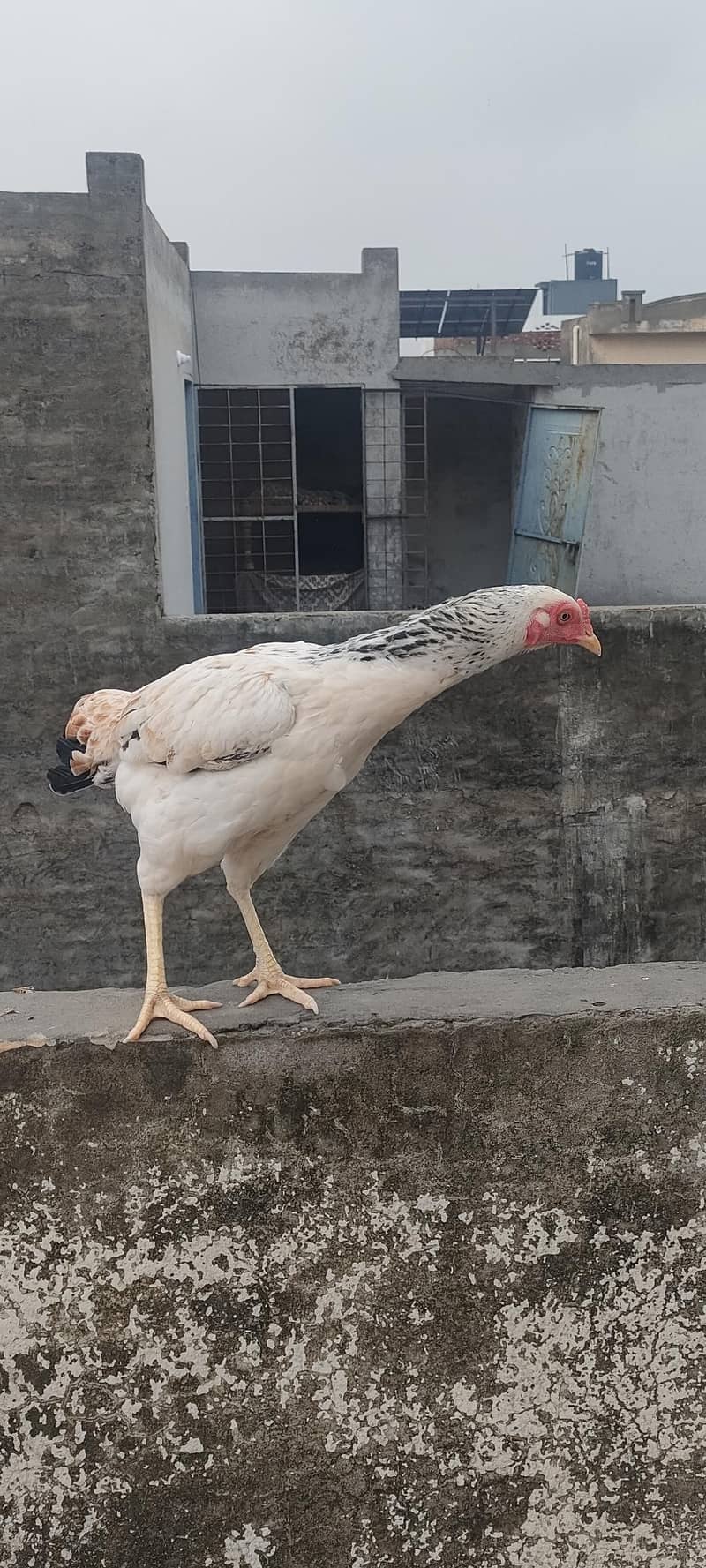 Desi Hen 4