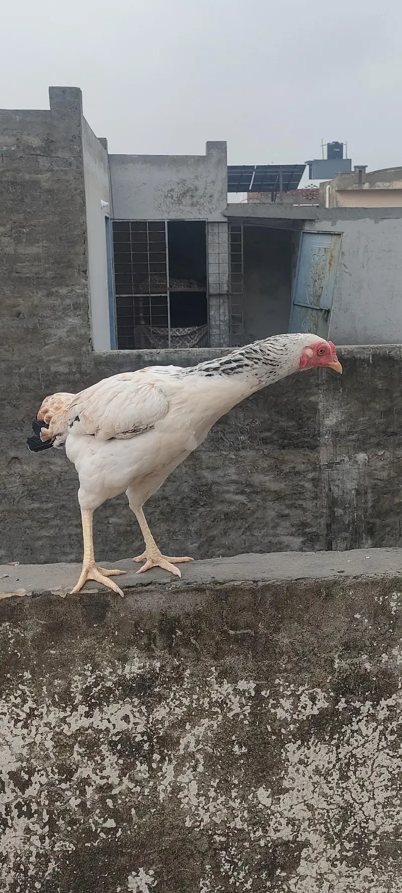 Desi Hen — photo 5