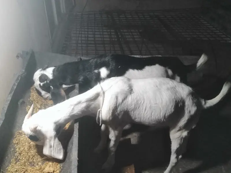 dasi gulabi bakra — photo 3