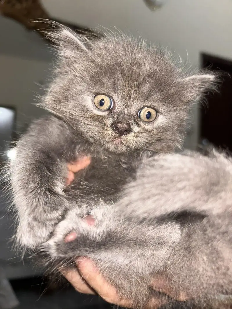 Persian kitten — photo 2