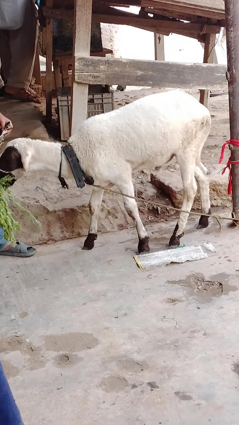 khaary ka dumba h 4 maheene ka  h