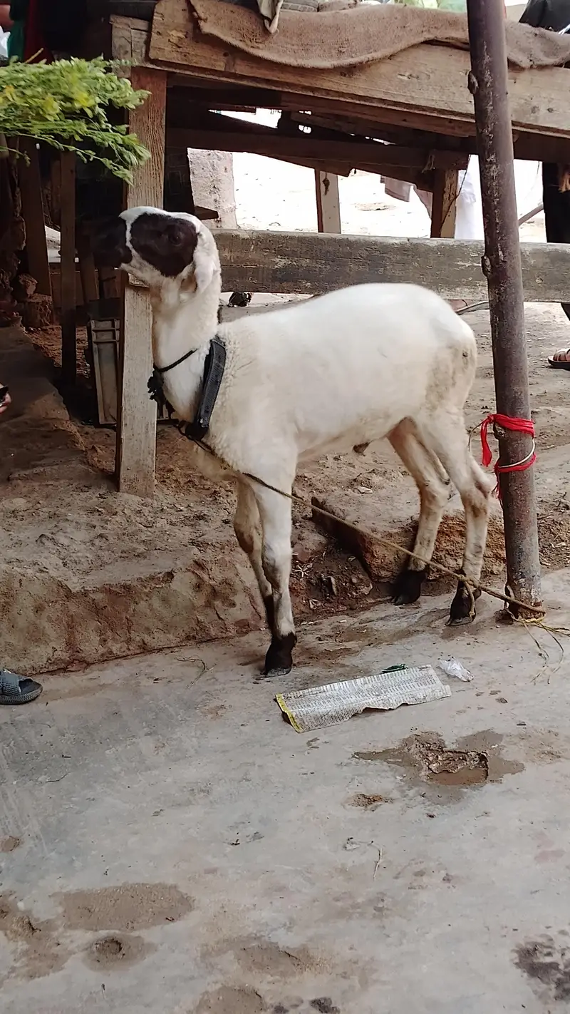khaary ka dumba h 4 maheene ka  h — photo 2