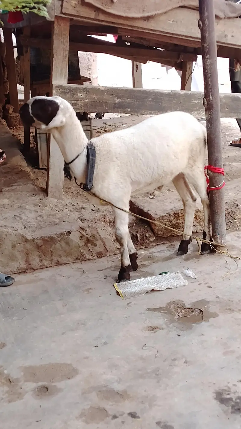 khaary ka dumba h 4 maheene ka  h — photo 3
