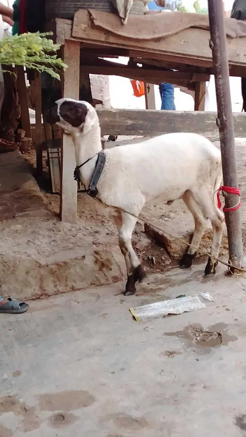 khaary ka dumba h 4 maheene ka  h — photo 4