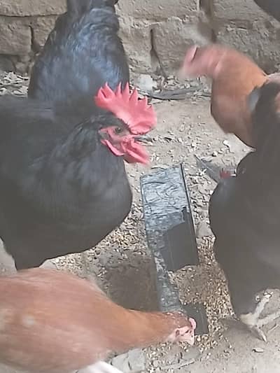 Australorp Hens