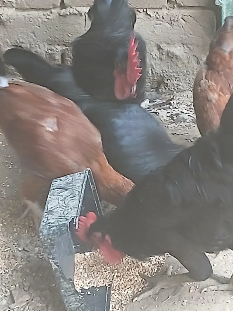 Australorp Hens — photo 2